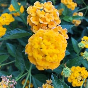 Meet your Posher, Carla